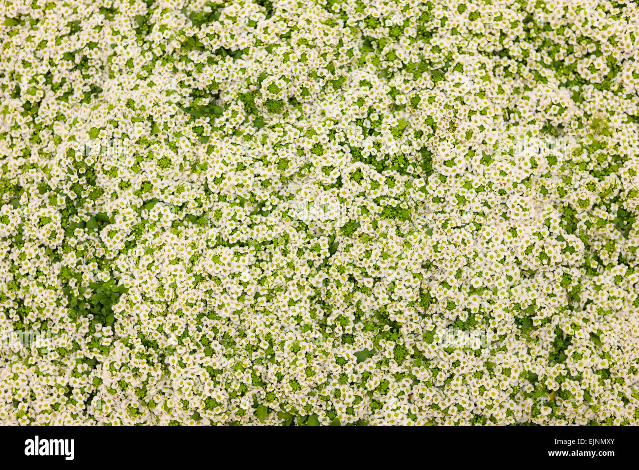 Small alyssum hi-res stock photography and images - Alamy