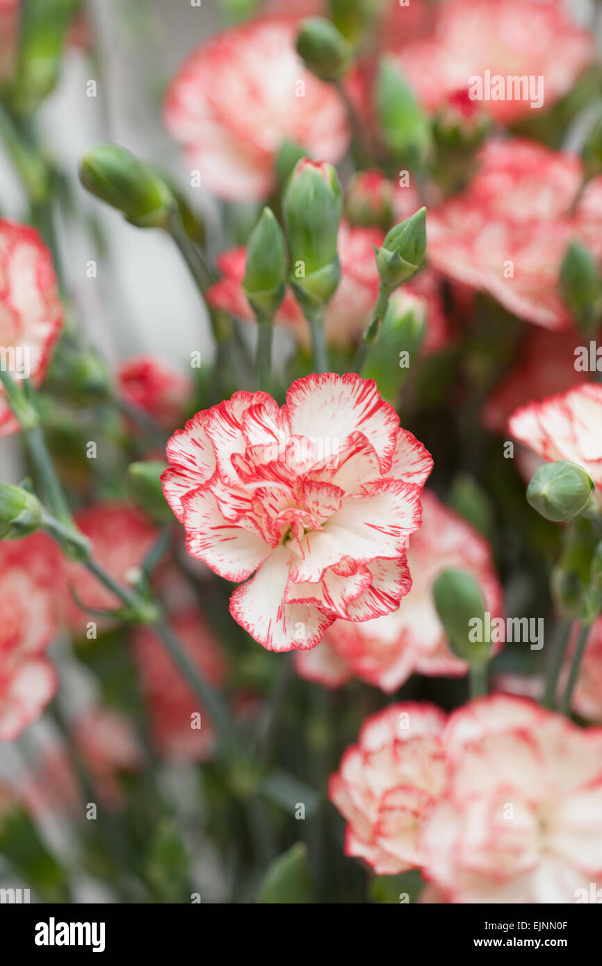 Carnation Stock Photo