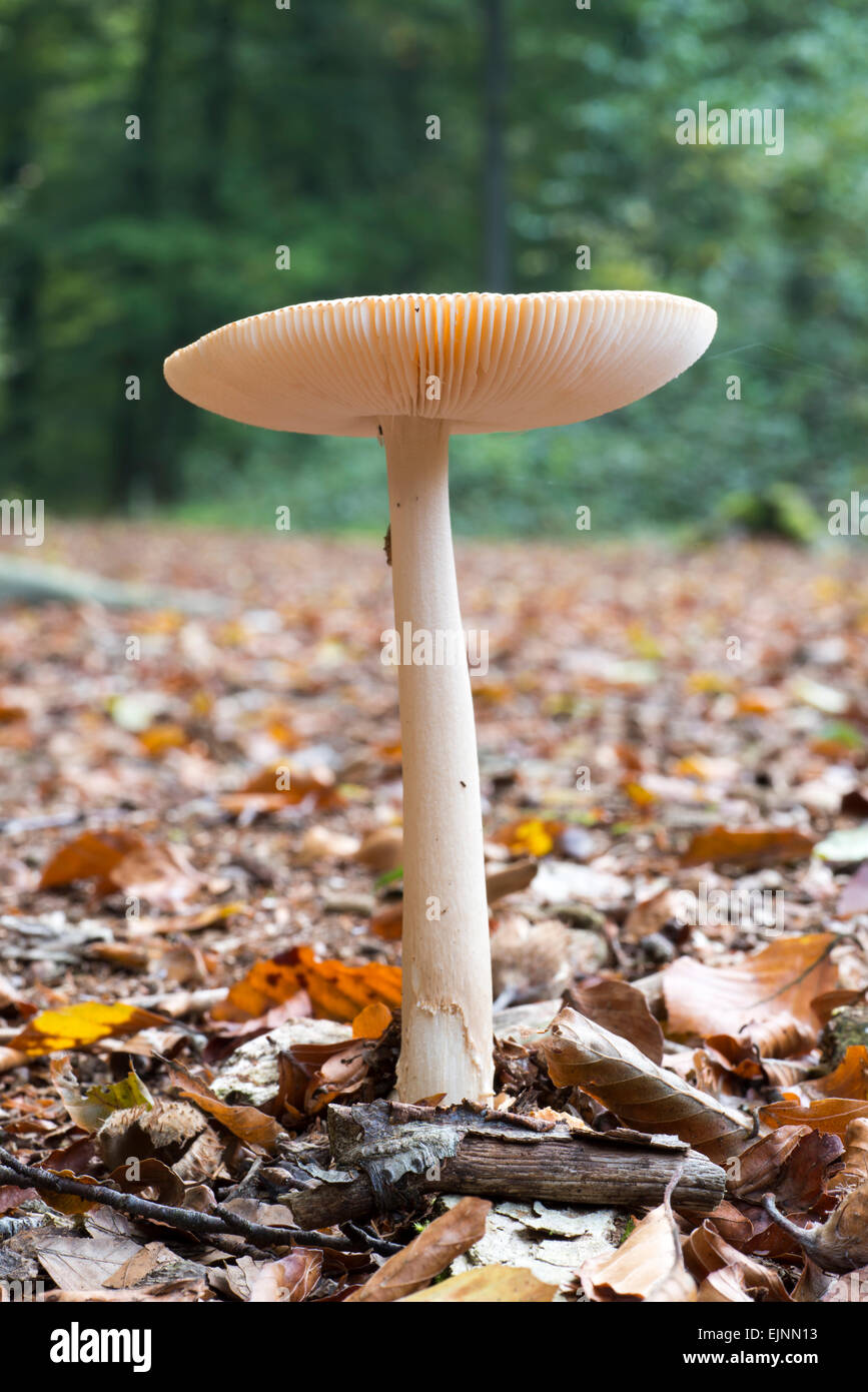 Emanita Gemmata mushroom Stock Photo