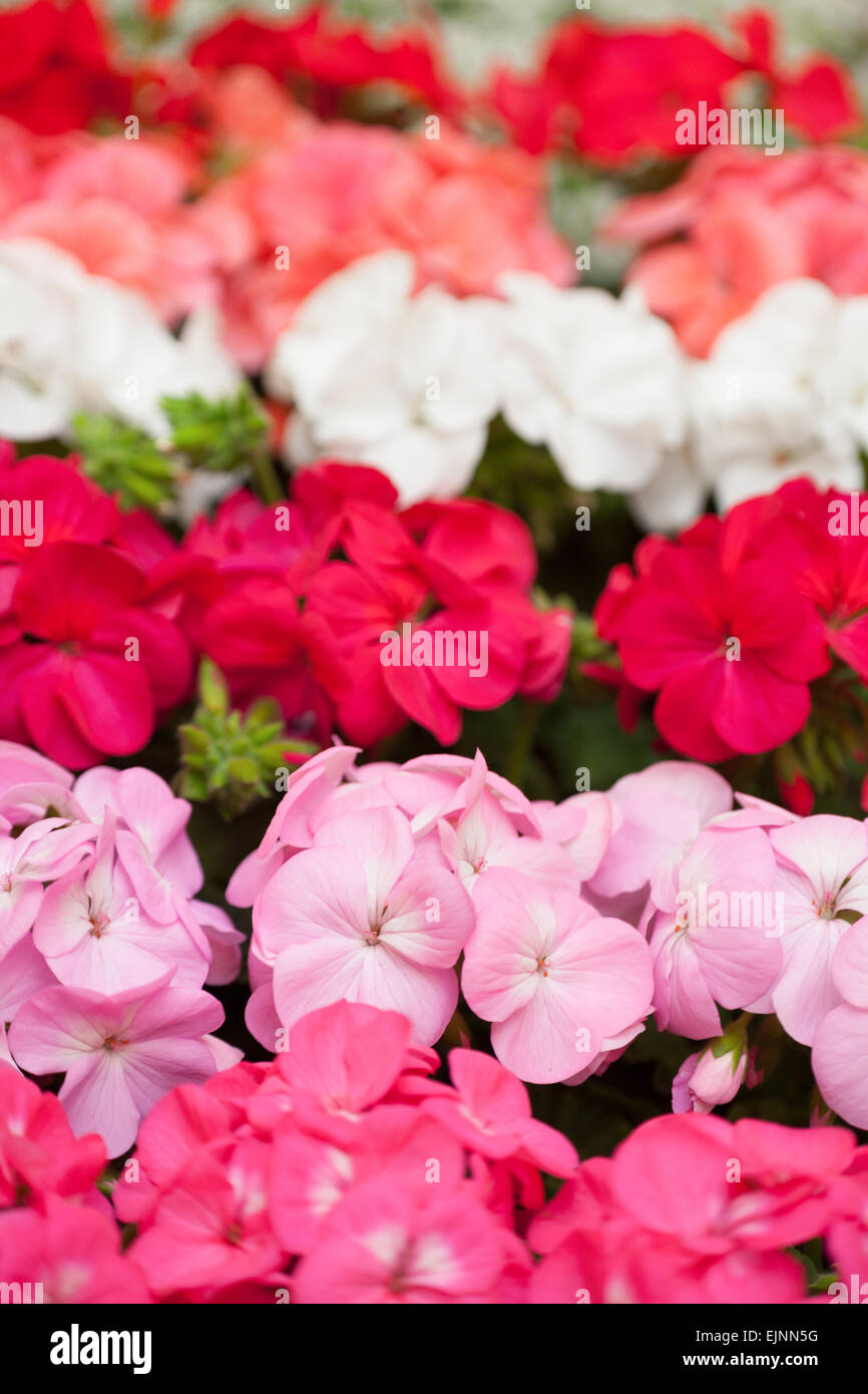 Geranium seedling hi-res stock photography and images - Alamy