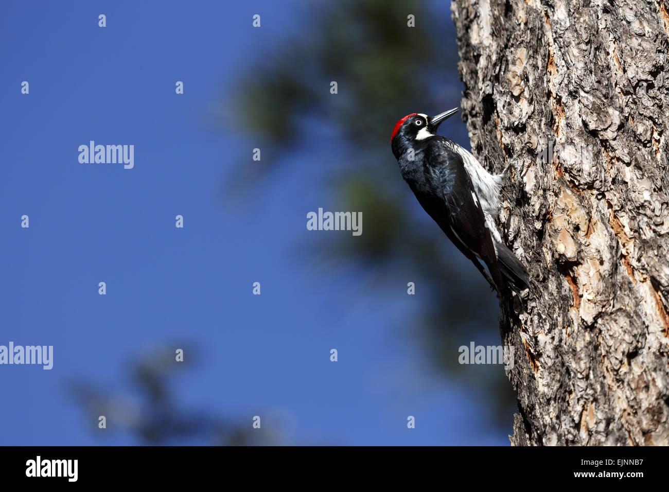 Acorn woodpecker (Melanerpes formicivorus) clinging to tree side view usa Stock Photo