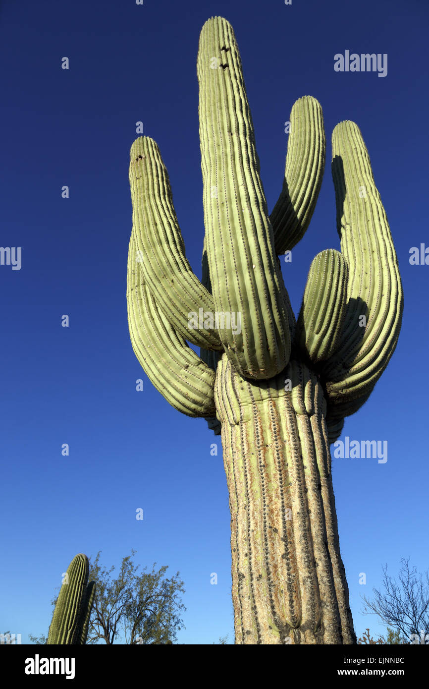 Saguaro cactus against deep blue sky Stock Photo - Alamy