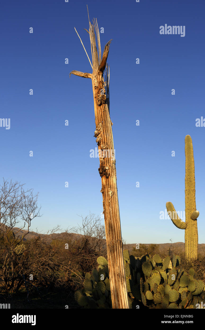 Bare wooden ribs showing of a dead Saguaro cactus (Carnegiea gigantea ...