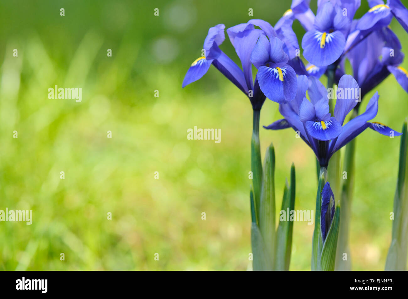 Beautiful blue iris hi-res stock photography and images - Alamy