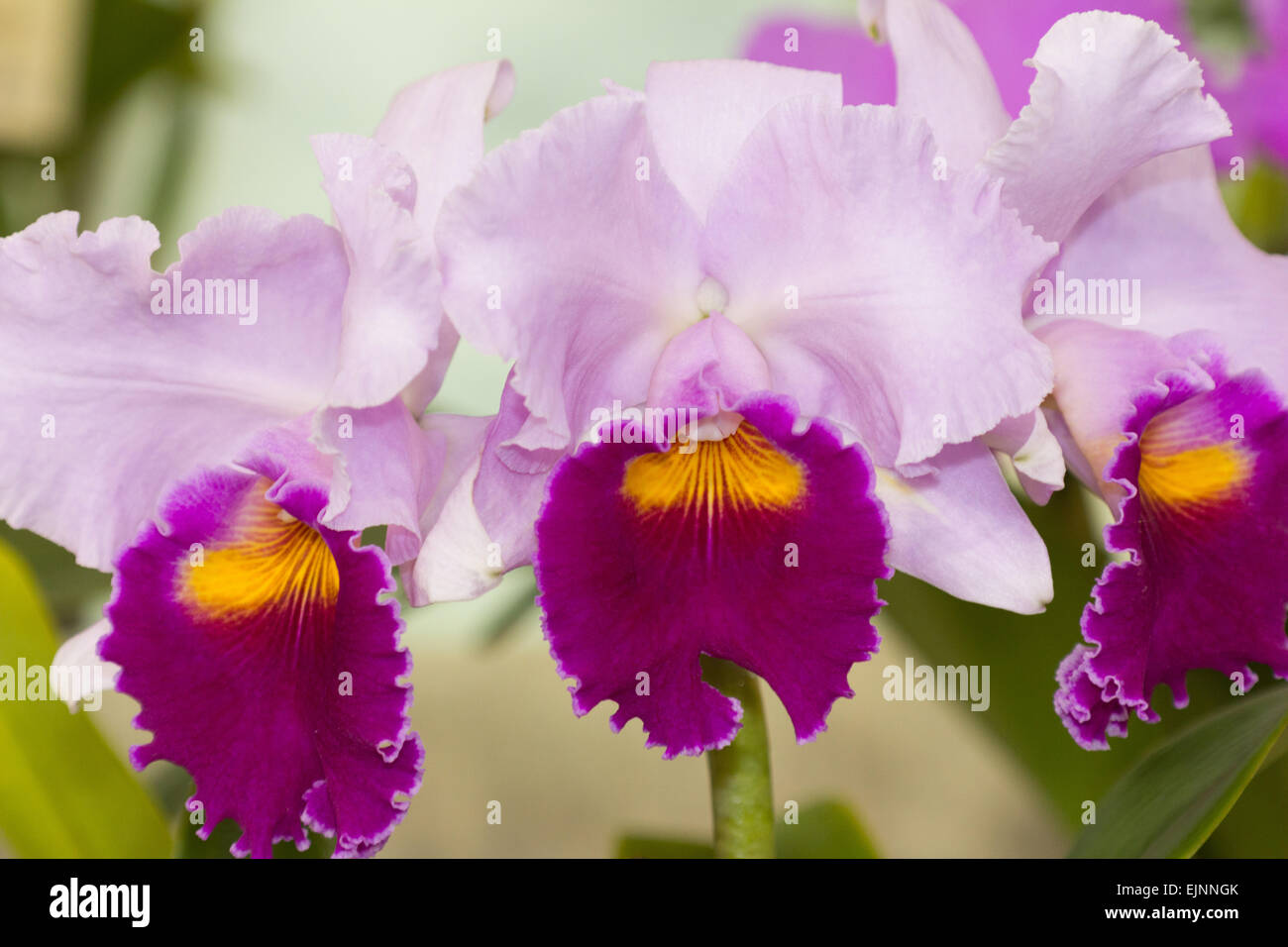 Orchid Stock Photo