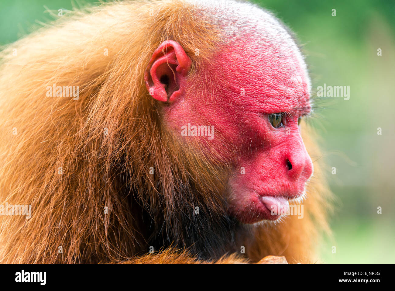 Closeup view of the face of a Bald Uakari monkey in the Amazon Rainforest near Iquitos, Peru Stock Photo