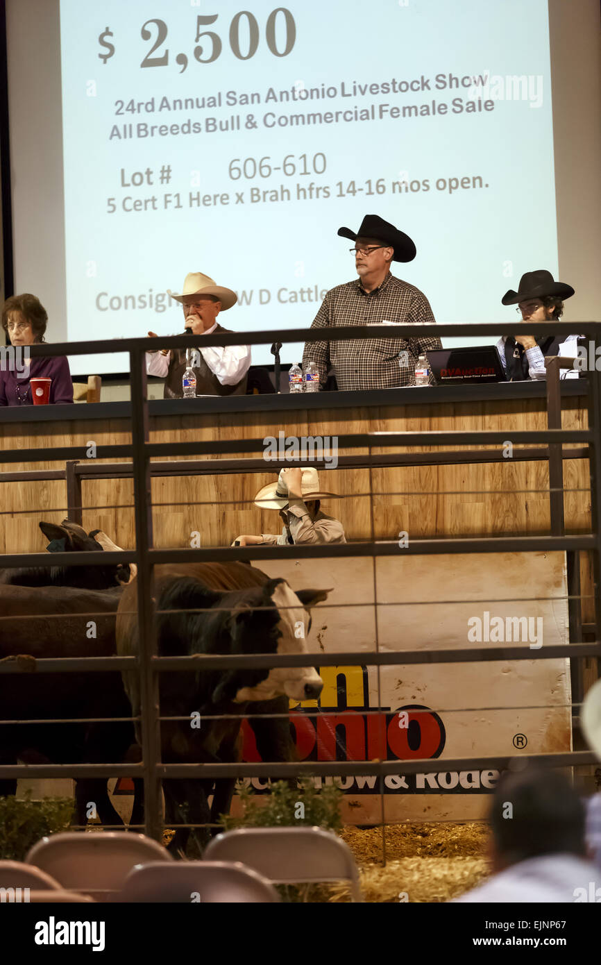 Western Auctioneer selling cattle at an auction at a livestock show Stock Photo