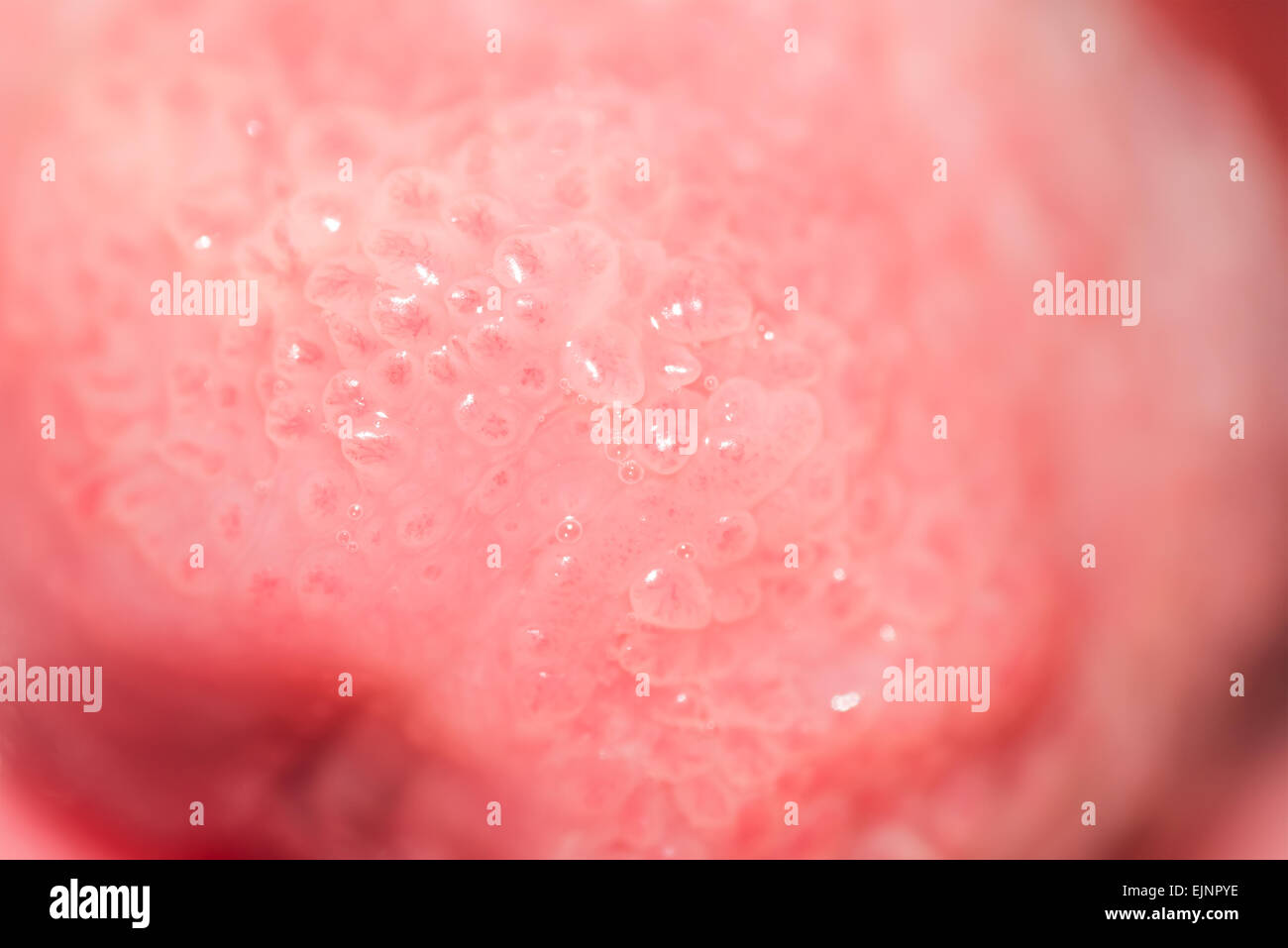 Close Up Photo Of Healthy Human Tongue Taste Buds Macro Stock Photo
