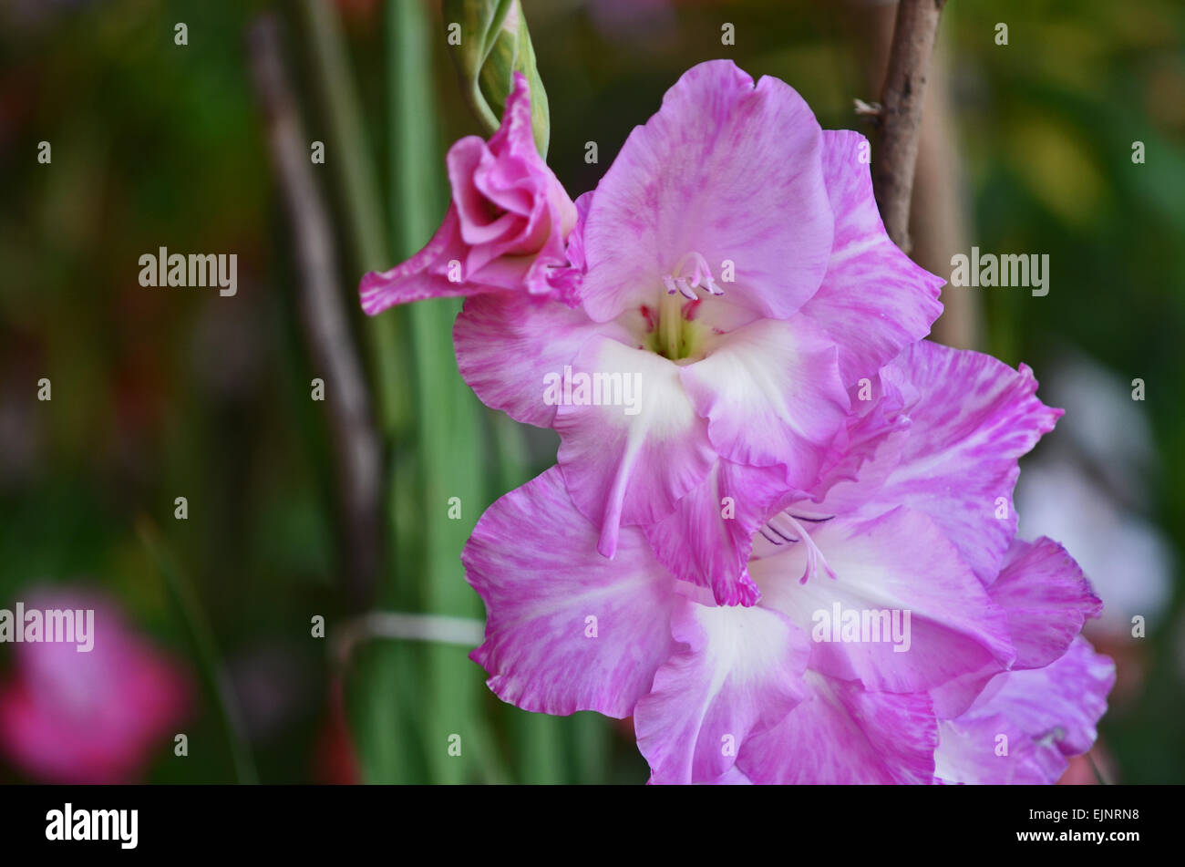 Pink Gladiolus flower at botanical garden in Ooty,Tamil Nadu,India