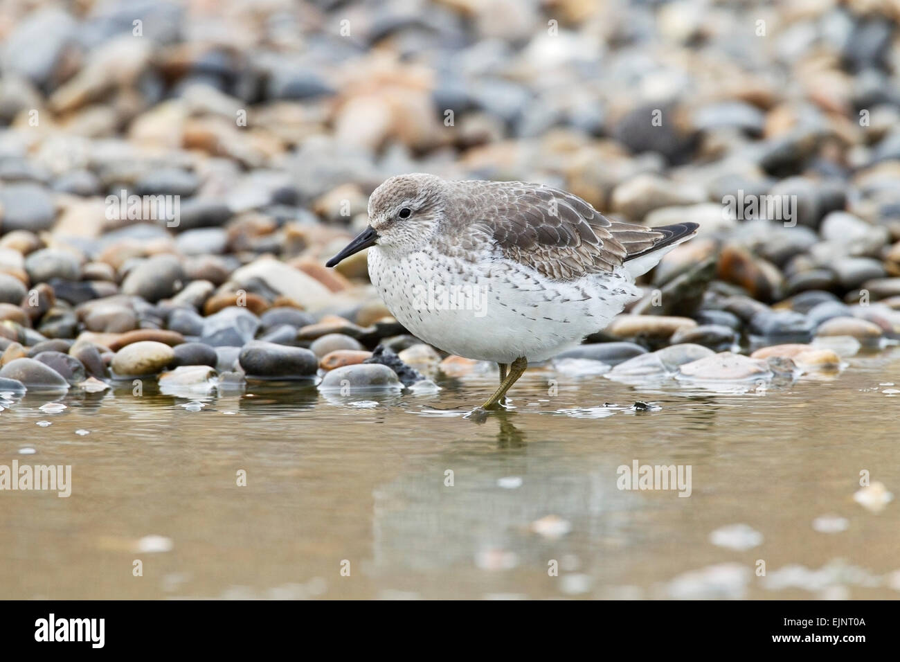 European colour ring birding hi-res stock photography and images - Alamy