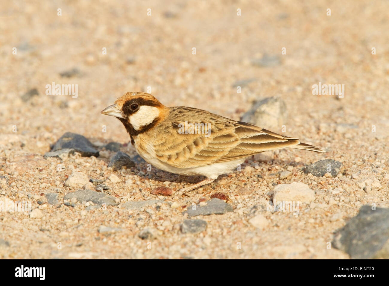 Fischer's Sparrow Lark (Eremopterix leucopareia) adult male standing on on ground in desert, Kenya, Africa Stock Photo