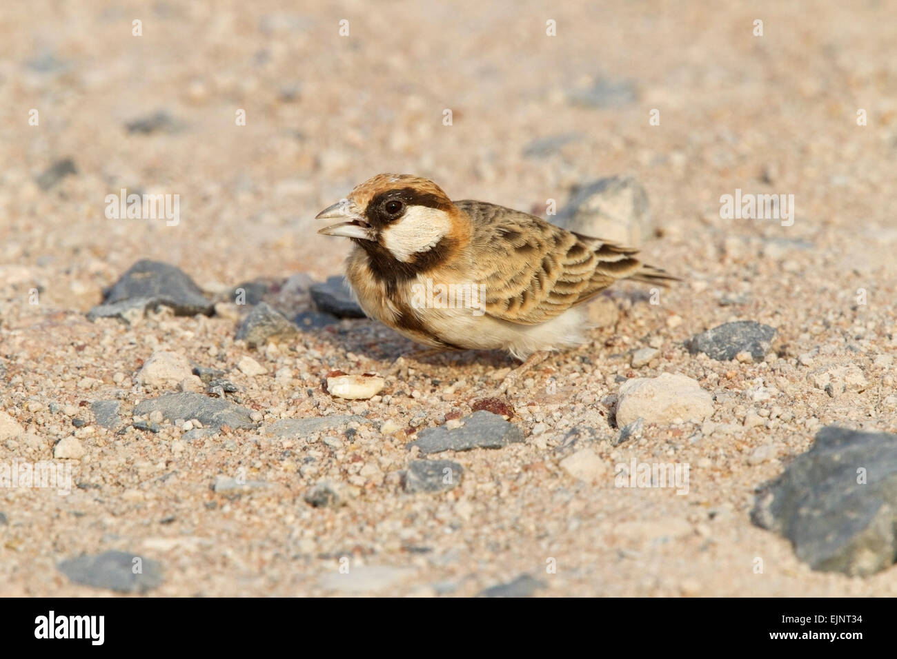 Fischer's Sparrow Lark (Eremopterix leucopareia) adult male standing on on ground in desert, Kenya, Africa Stock Photo