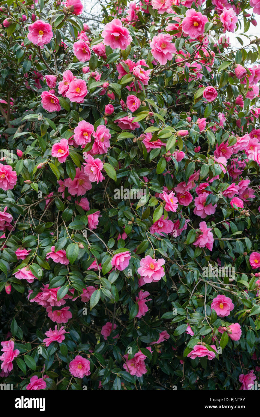 Camellia Williamsii 'Donation'. A beautiful pink Camellia bush covered in spring blooms. Stock Photo
