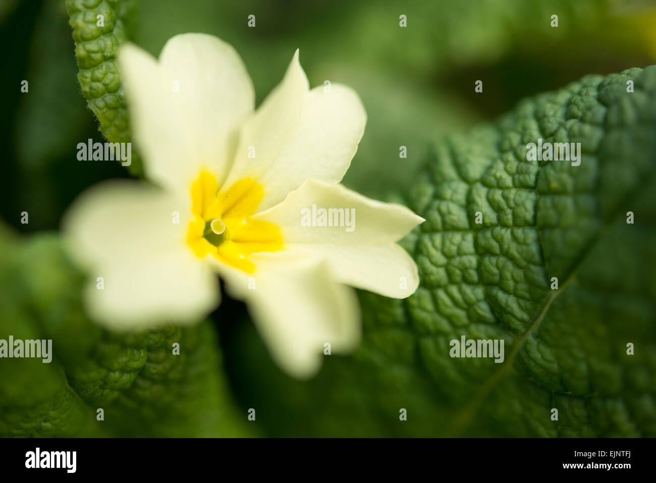 Soft yellow Primrose in close up with green leaves. A beautiful spring wildflower. Stock Photo