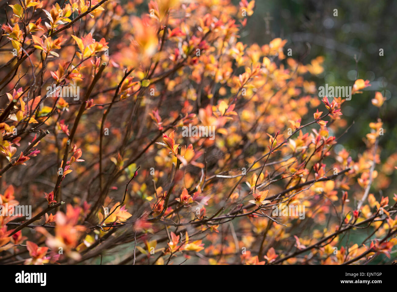 Bright new shoots of a Spirea 'Goldflame' shrub in spring sunlight. Stock Photo