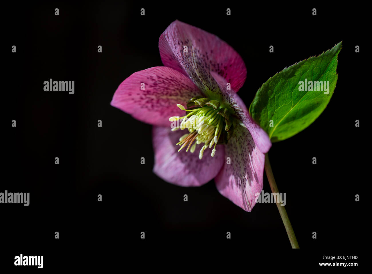 Deep pink/red Helleborus Orientalis with spotted petals. Natural light and a dark background. Stock Photo