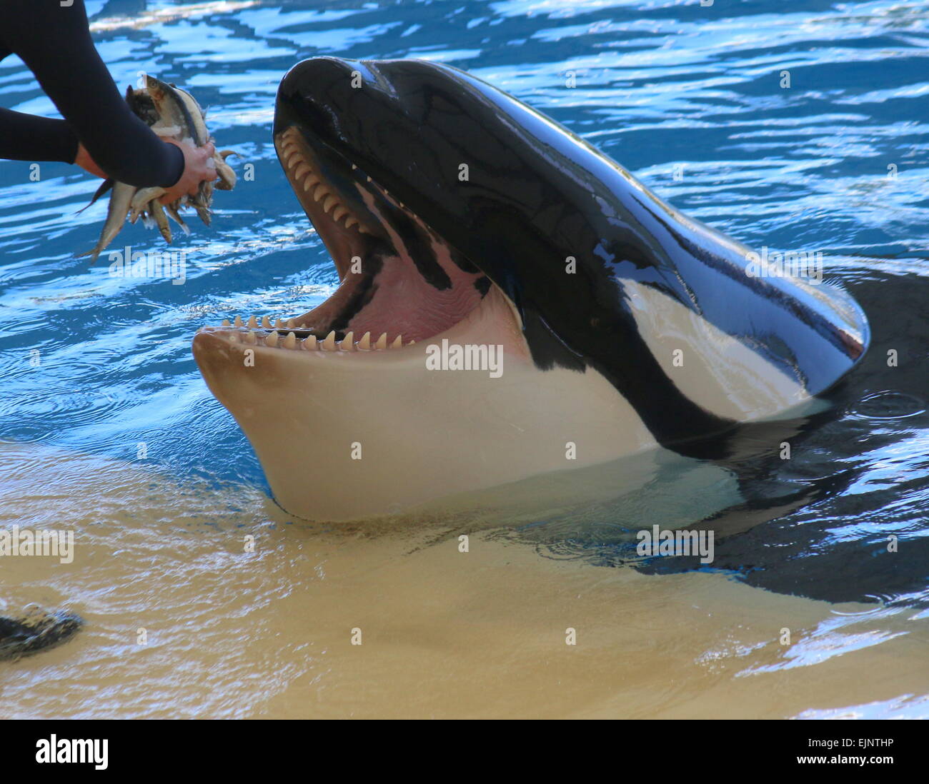 Orca  whale at Tenerife's Loro Parque's Orca Show rewarded by  his trainer with lots of fishes Stock Photo