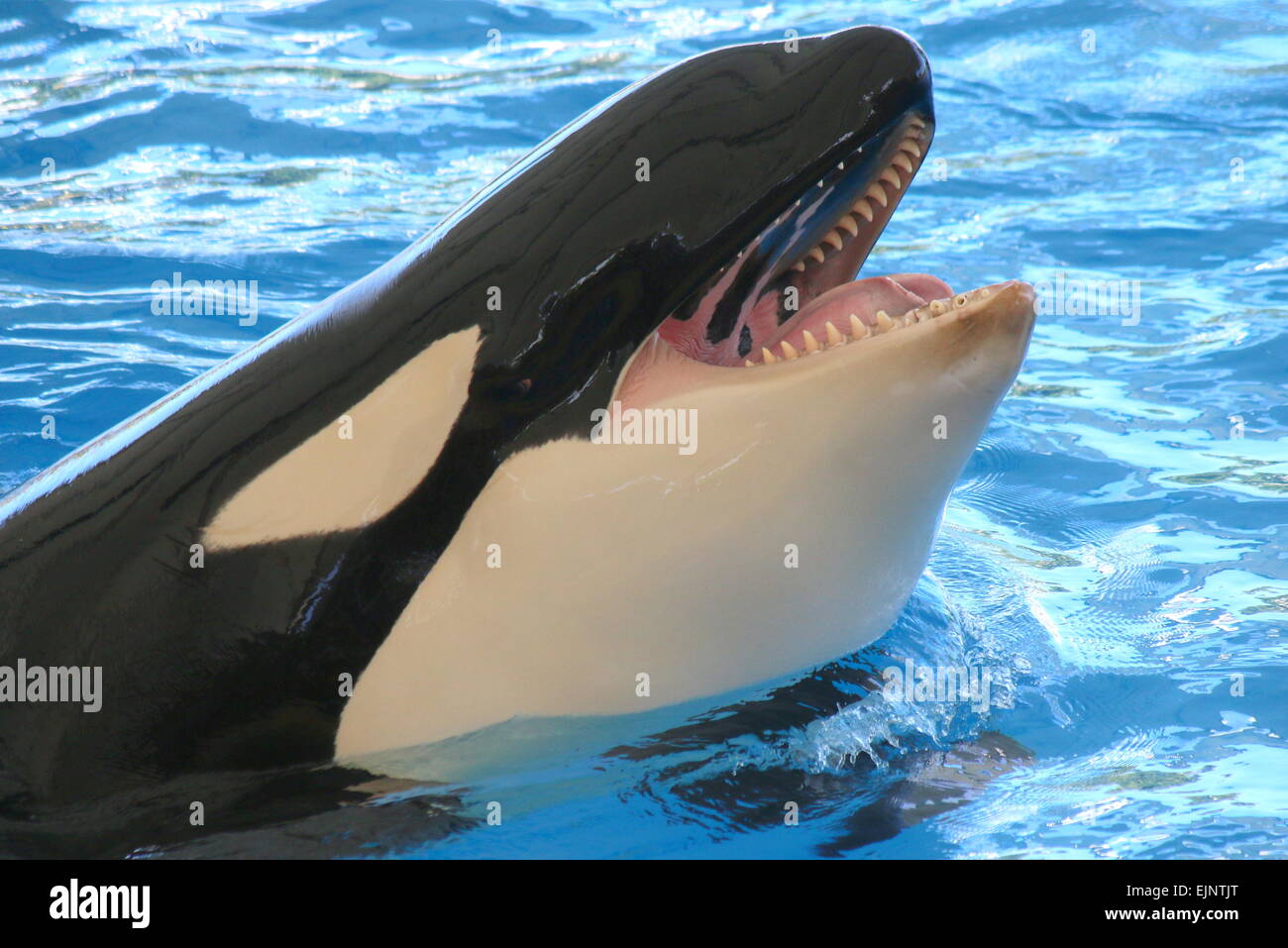 killer whale jumping mouth open