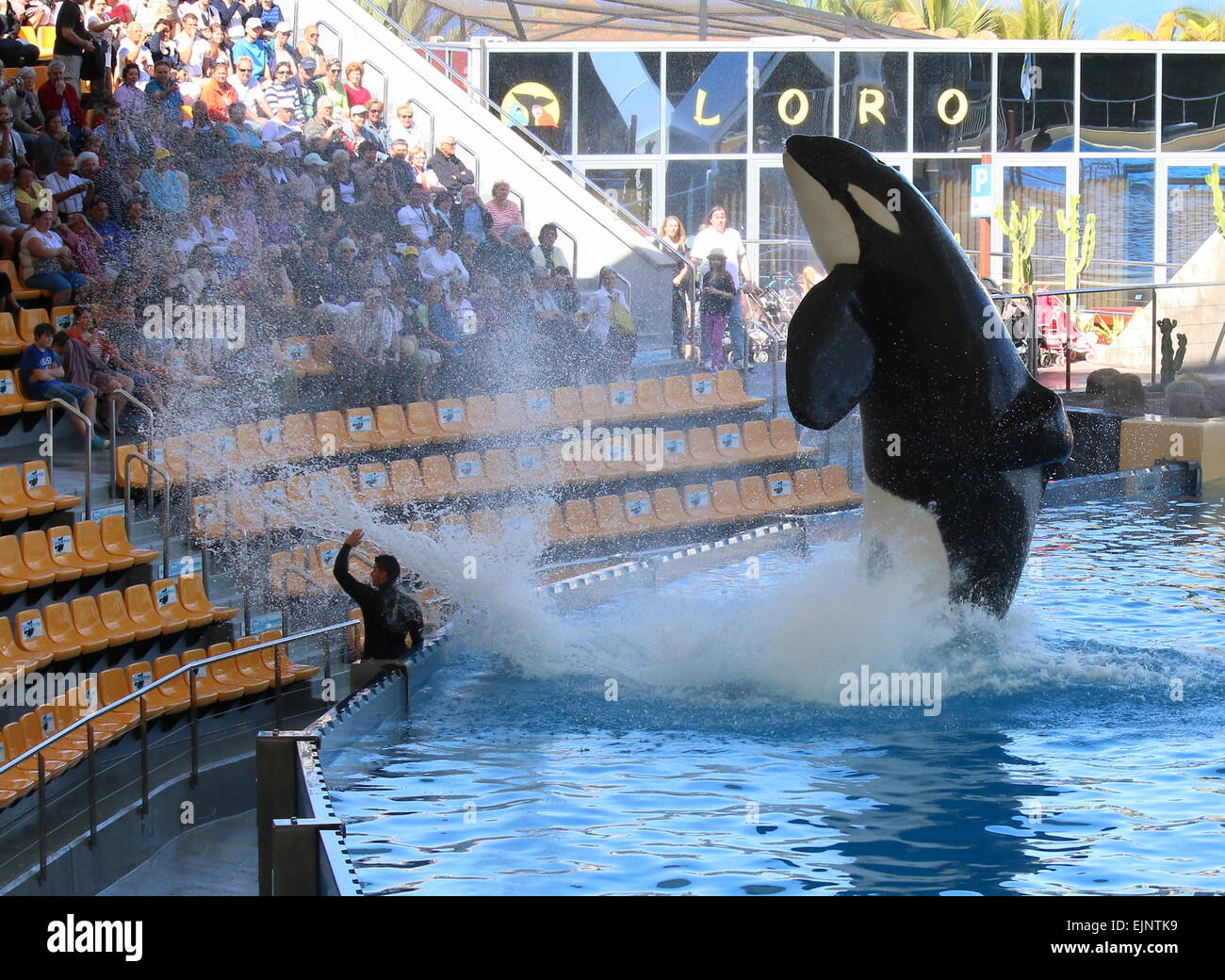 Orca whale Morgan jumping high out of the water at Tenerife's Loro Parque's Orca Show, audience getting splashed Stock Photo
