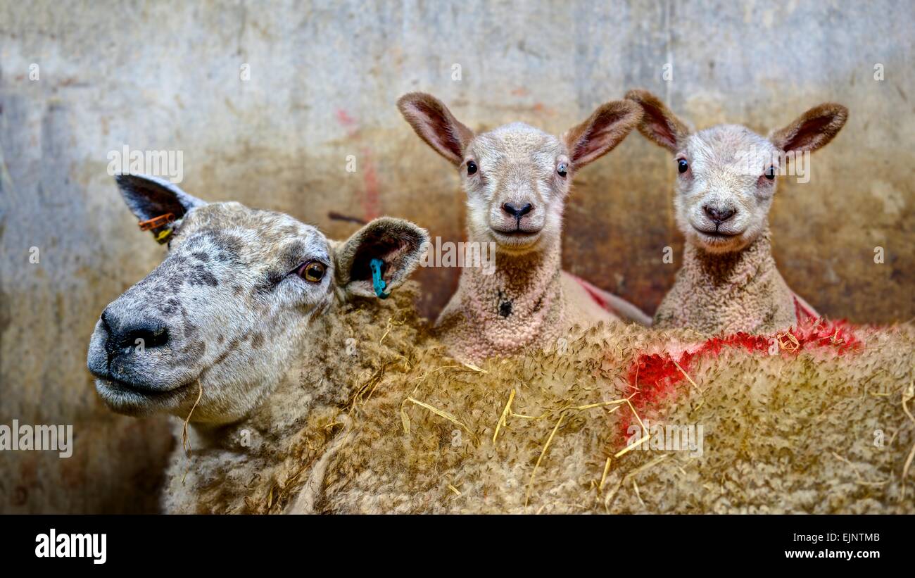 A sharply rendered family portrait of a ewe with her twin lambs looking so cute on her back, in a recovery pen on a sheep farm. Stock Photo