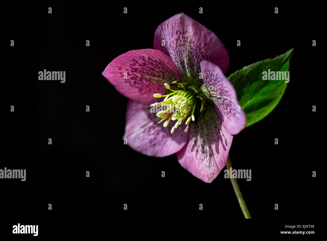 Deep pink/red Helleborus Orientalis with spotted petals. Natural light and a dark background. Stock Photo