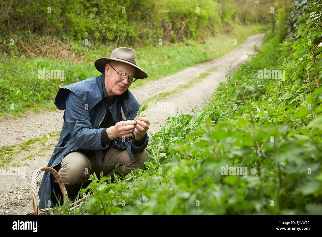 A man in a long coat and boots foraging for edible and tasty plants in the hedgerow. Stock Photo