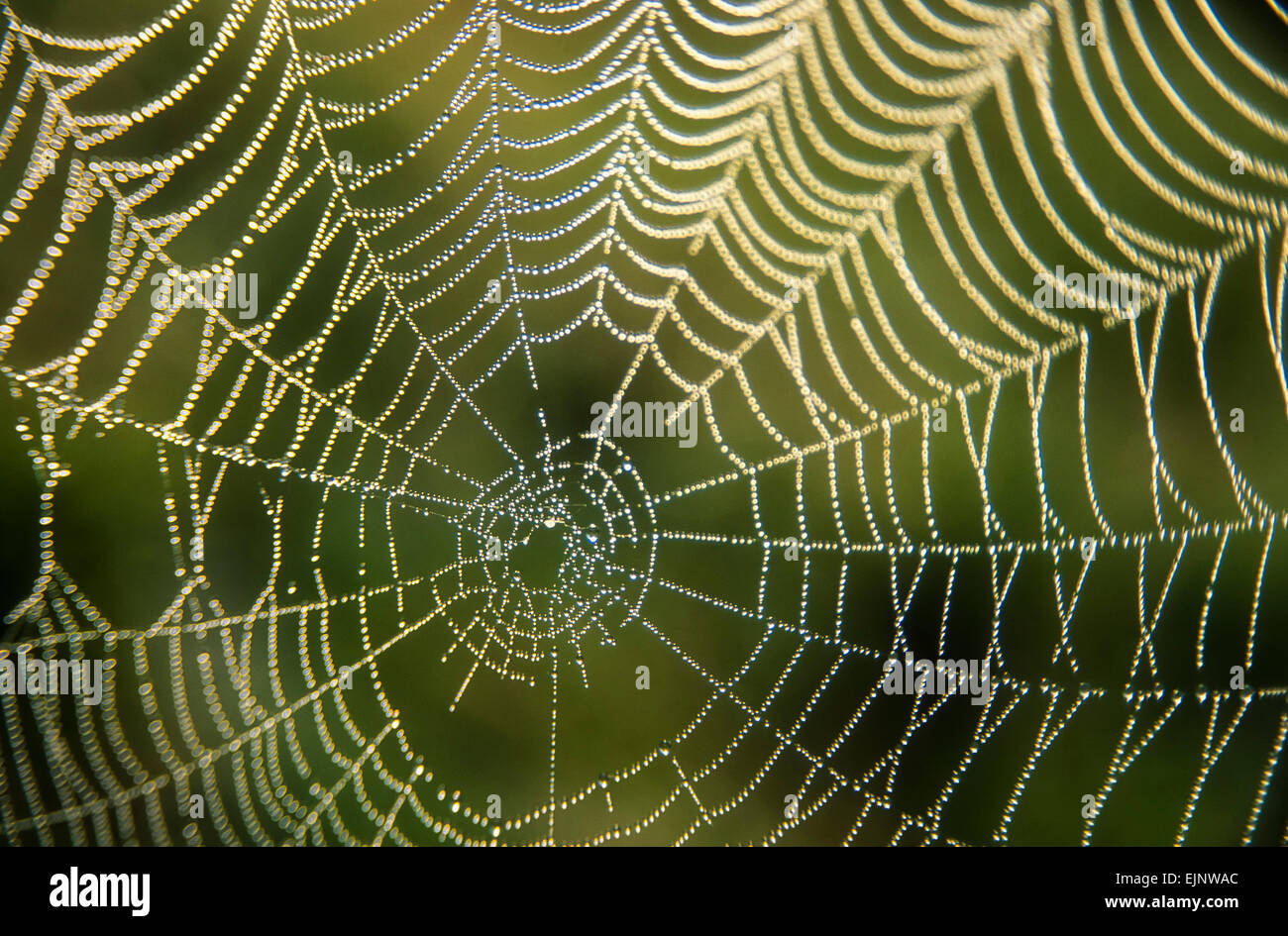 Cobweb with dew into the morning dawn light DROPLETS OF DEW ON A SPIDERS WEB Stock Photo