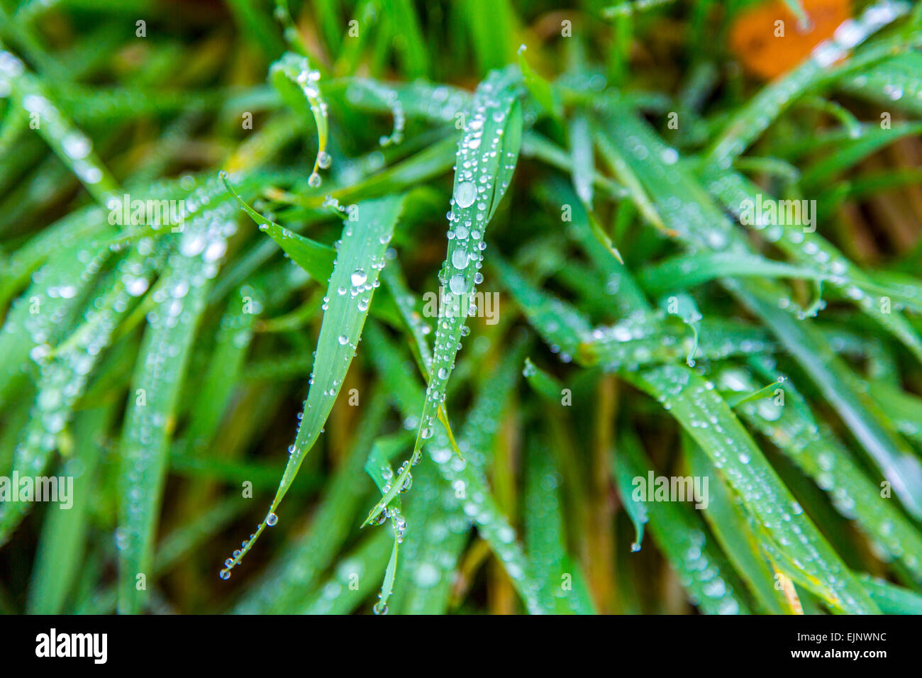 Blades Of Grass High Resolution Stock Photography and Images Alamy