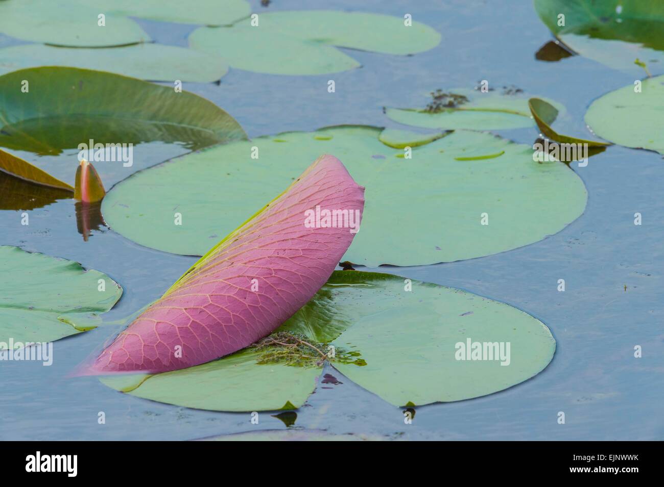 Underside of lily pad hires stock photography and images Alamy