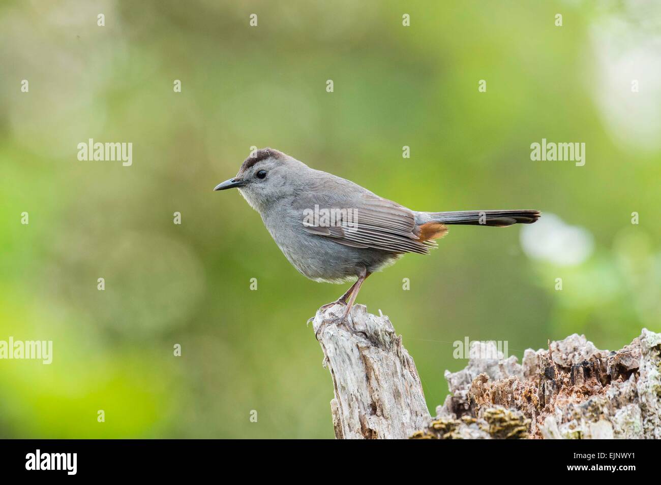 Gray Catbird Stock Photo