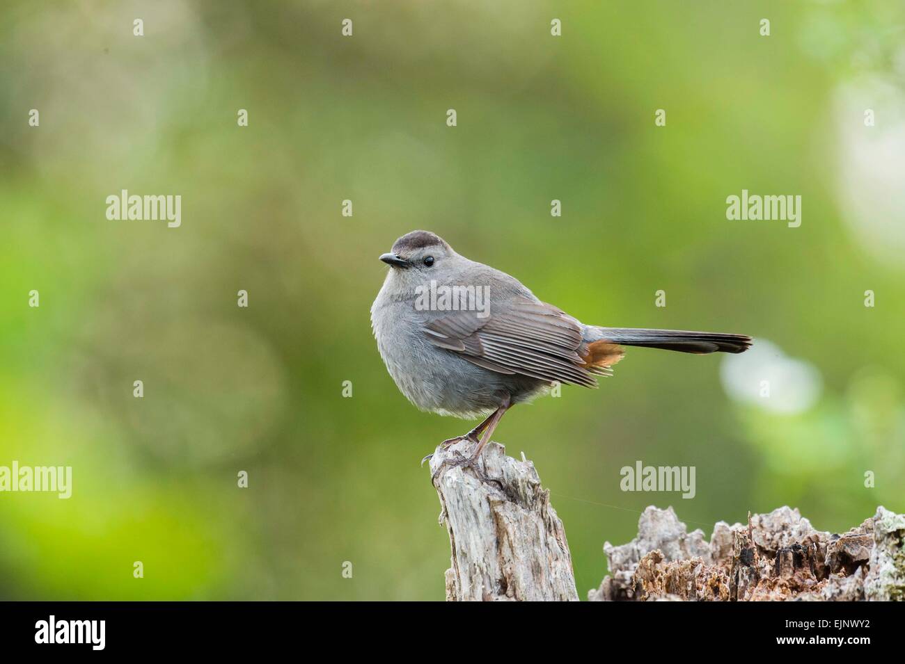 Gray Catbird Stock Photo