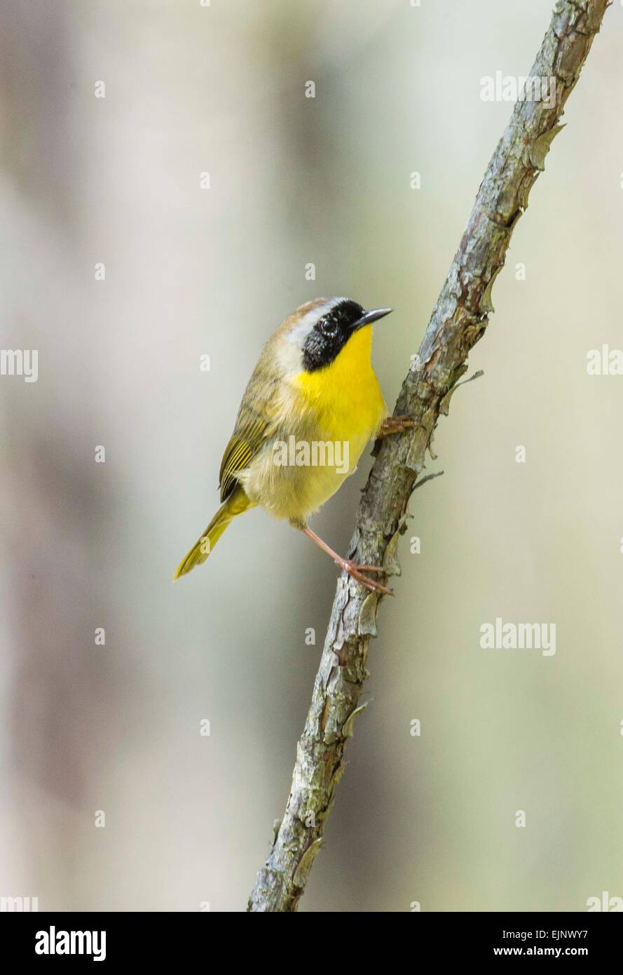 Common Yellowthroat Stock Photo