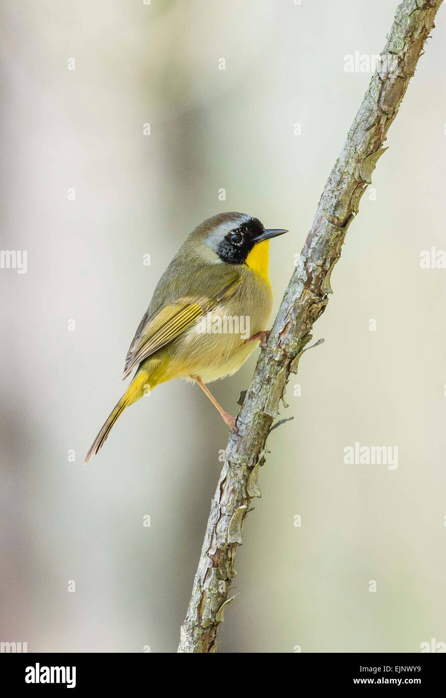 Common Yellowthroat Stock Photo