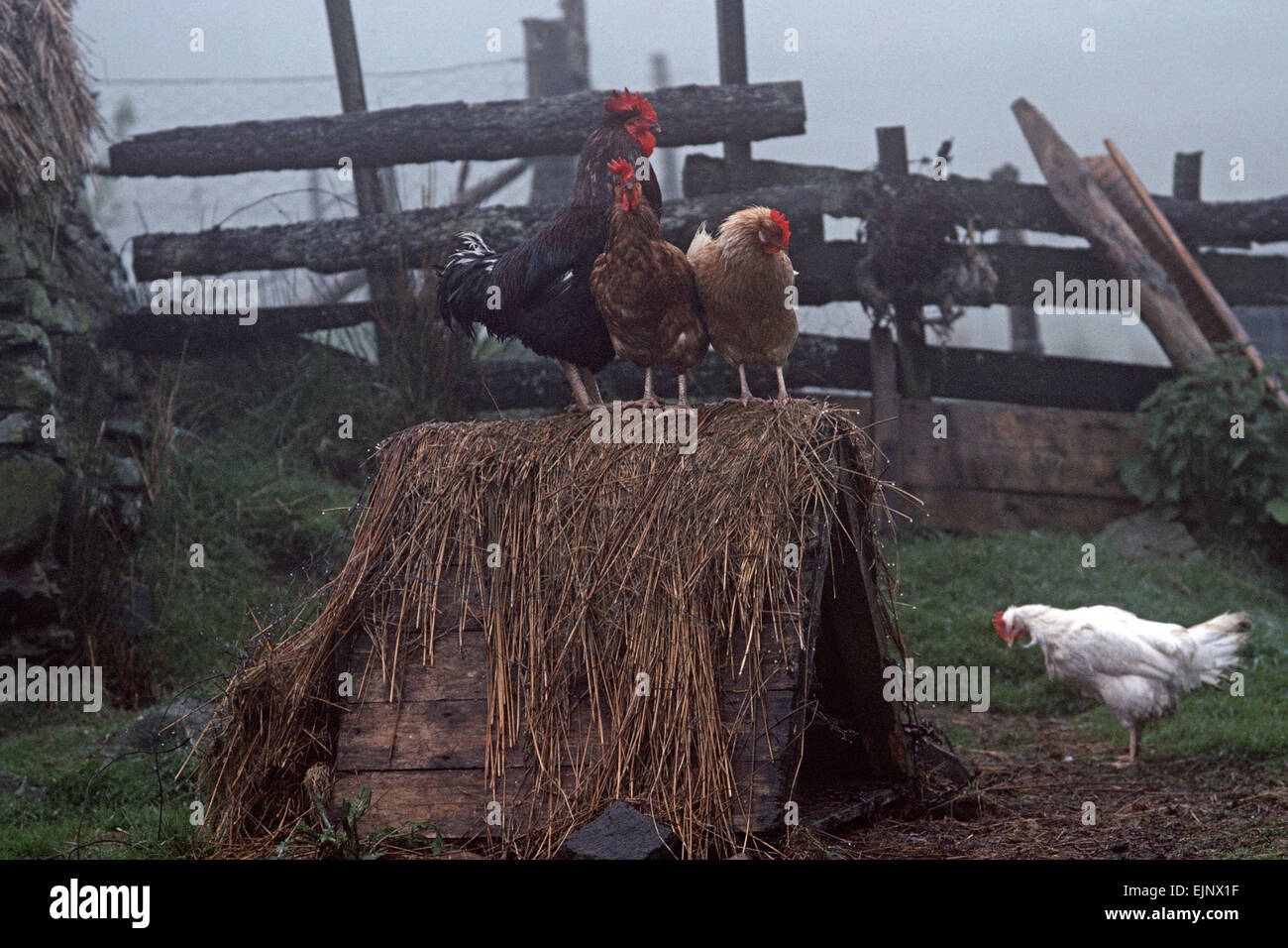 Chickens and their Chicken Coop in the Blue Stack Mountains, Donegal