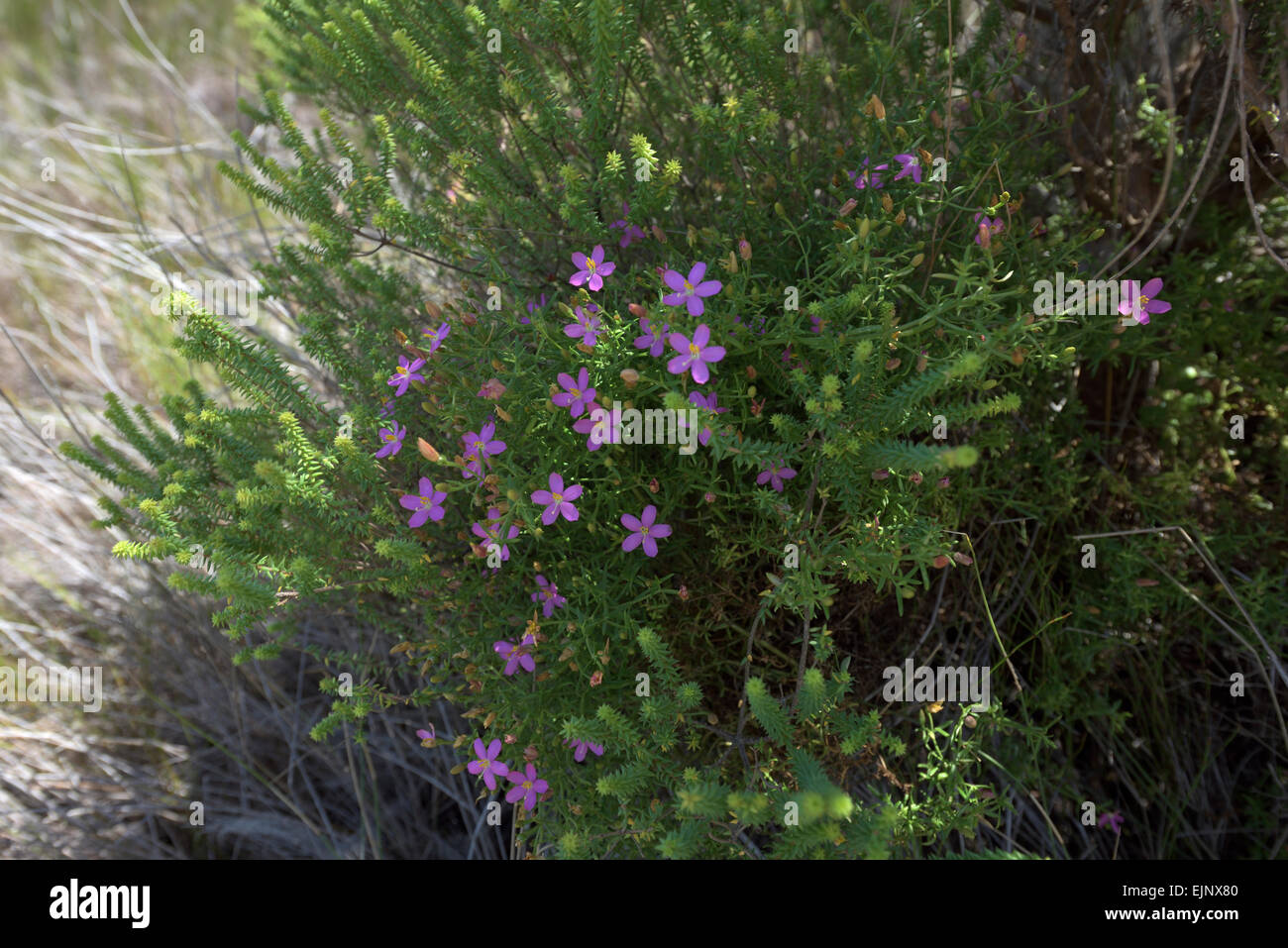 bush with small purple flowers, South Africa Stock Photo - Alamy