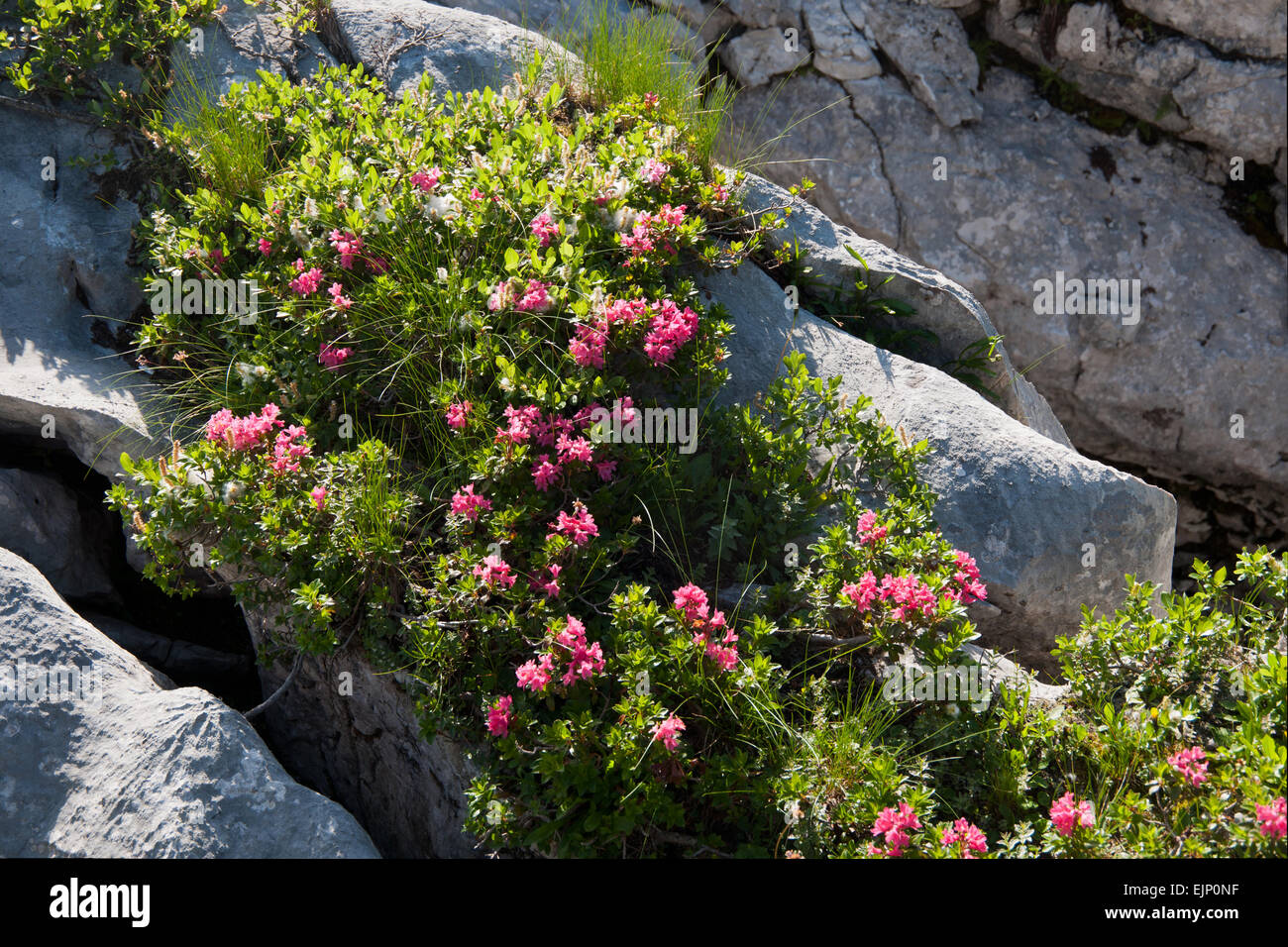 Rostblattrige alpenrose hi-res stock photography and images - Alamy