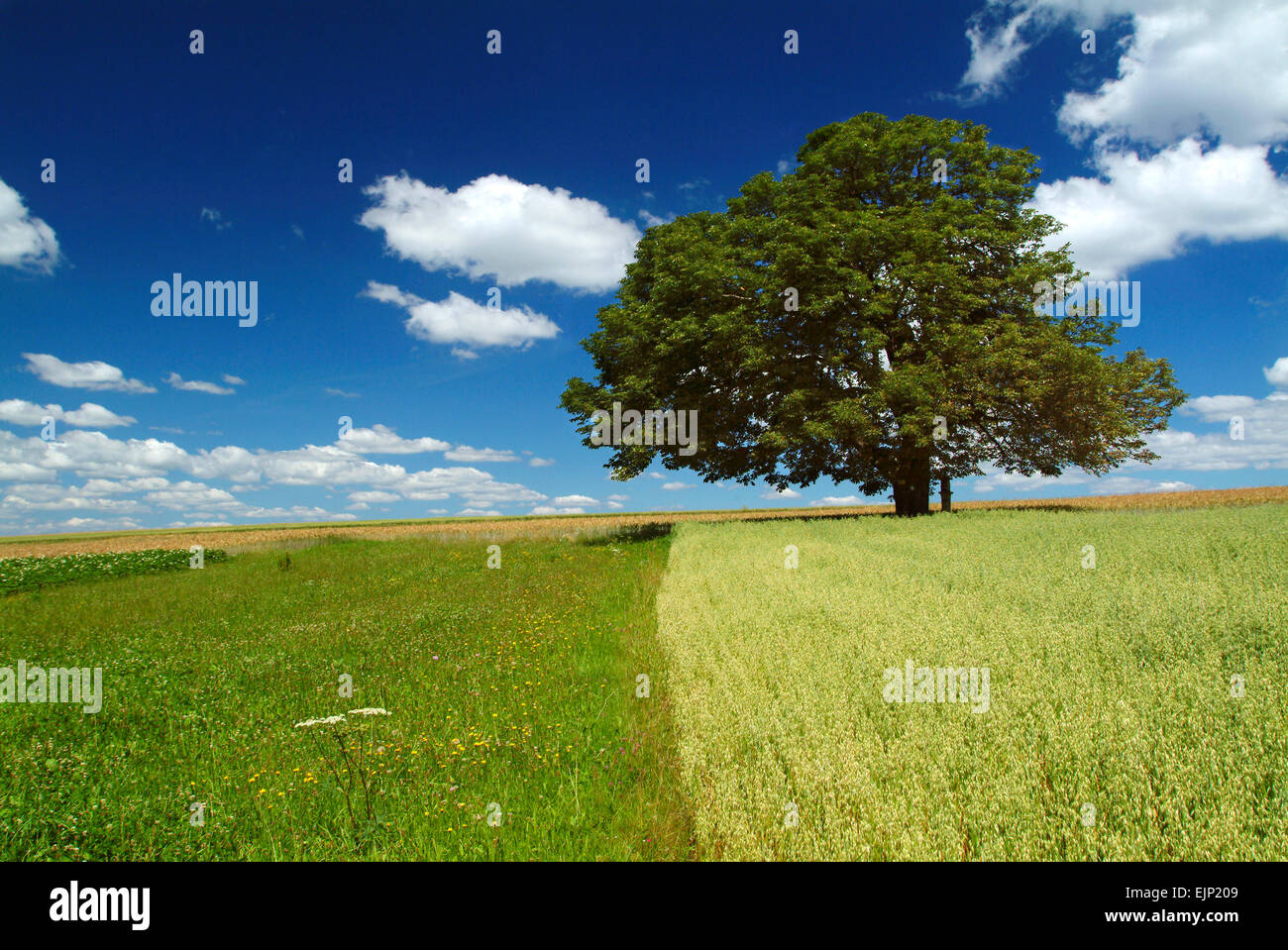Oak tree alone in a field, austria, europe Stock Photo