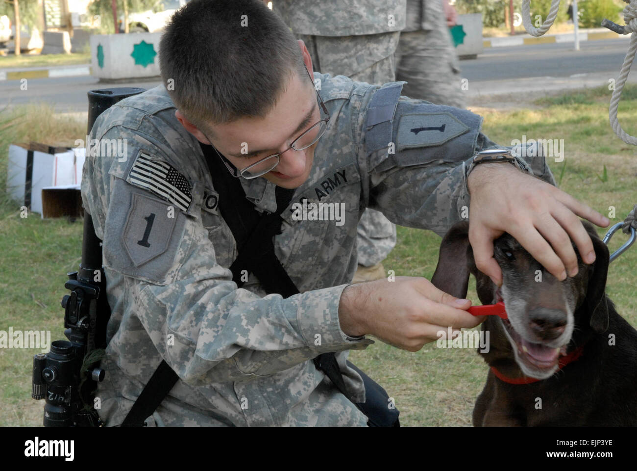 Spc. Ruben Pop, a medic with Company C, Special Troops Battalion, 2nd Advise and Assist Brigade, 1st Infantry Division, United States Division – Center and a Houston native, brushes the teeth of Timer, a working dog with the 11th Iraqi Army Division. Joey and three other working dogs were inherited by the 11th IA Div. from a contracting firm and are now being re-trained by Dagger Brigade Soldiers to work with 11th IA Div. handlers to detect explosive devices.  Sgt. Daniel Stoutamire, 2nd AAB, 1st Inf. Div., USD-C Stock Photo