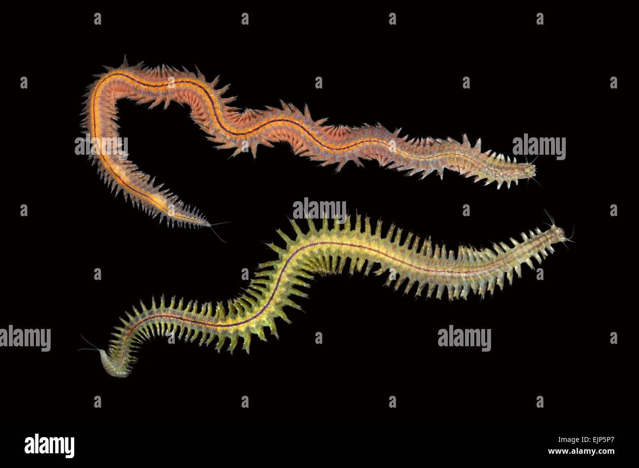 Estuary Ragworm - Hediste diversicolor Stock Photo