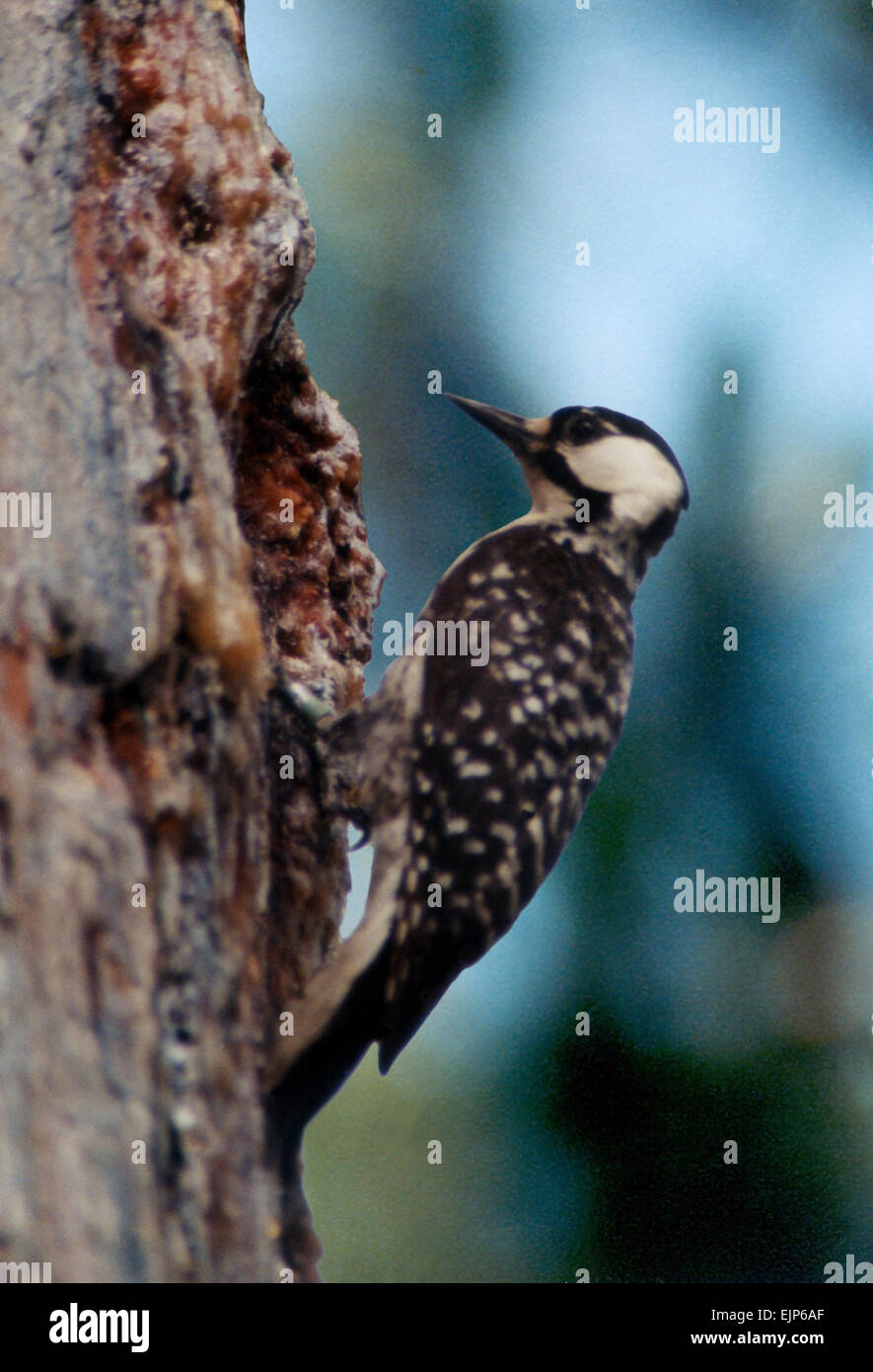 Redcockaded woodpeckers are protected on multiple Army installations in the Southeast Region of
