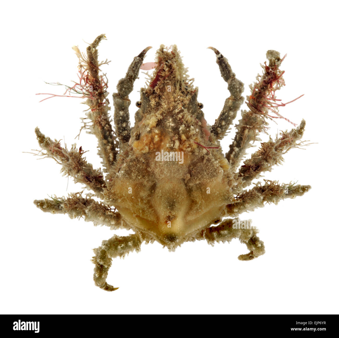 Spider Crab - Pisa armata Stock Photo