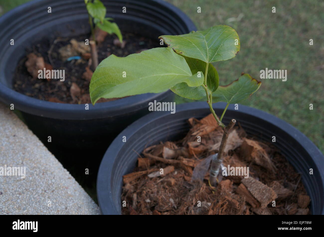 plant berry soil ground basket tree little Stock Photo Alamy