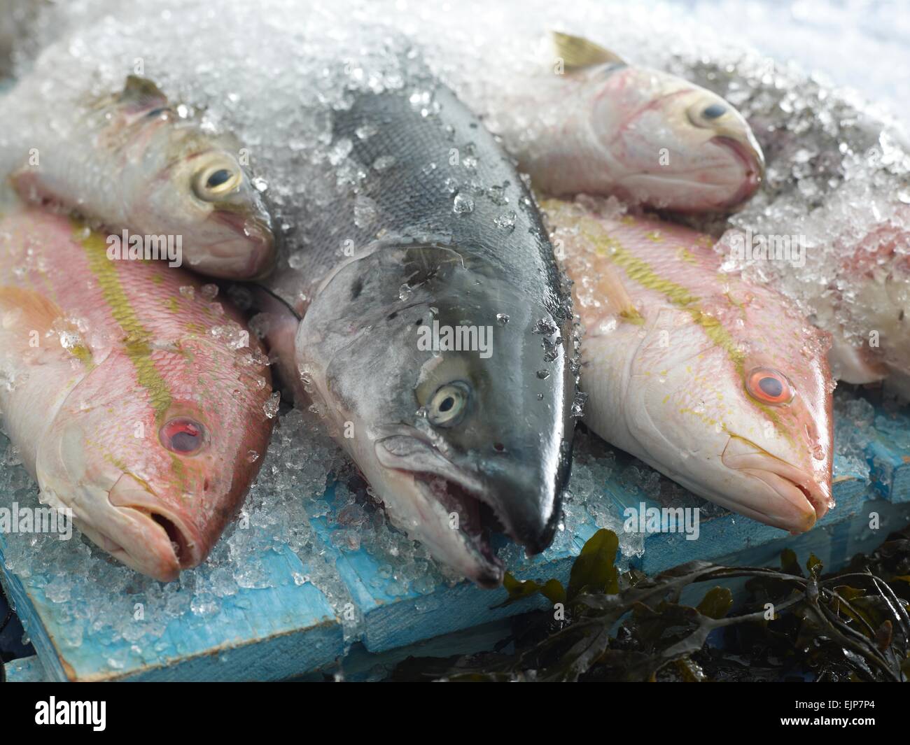 6 fish hi-res stock photography and images - Alamy