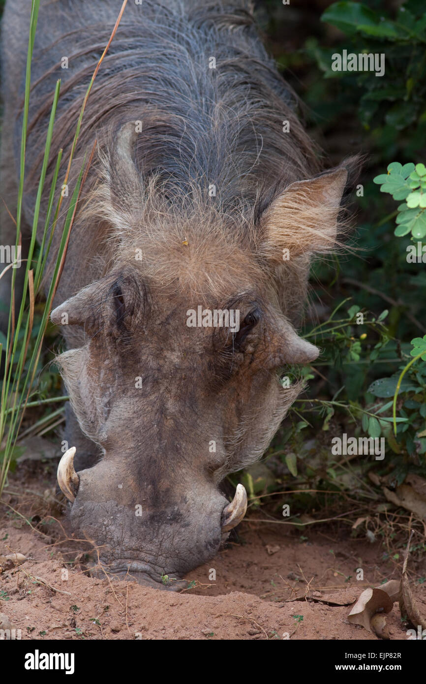 Warthog (Phacochoerus africanus). Feeding technique of head down reaching ground using snout, nose to forage rout and graze. Mol Stock Photo