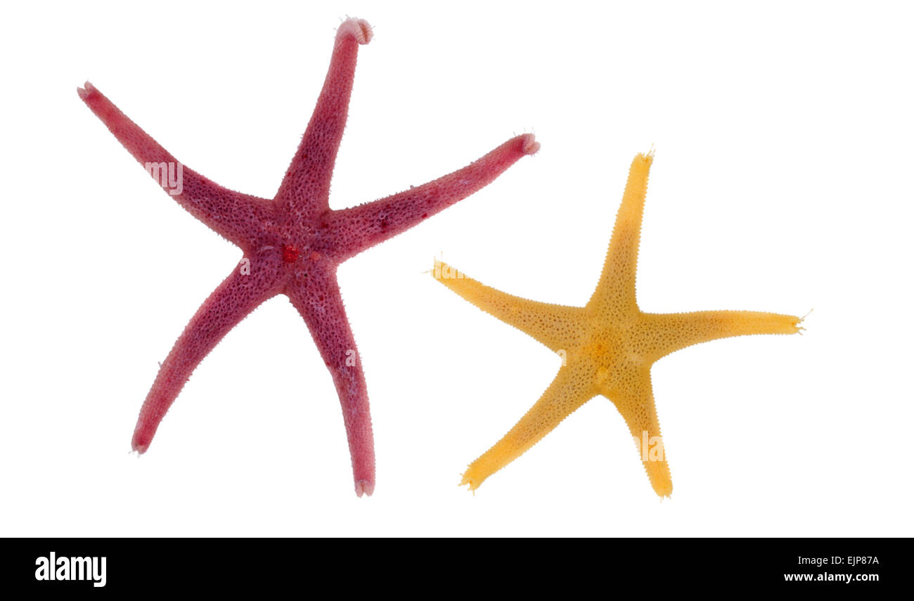 Bloody Henry Starfish - Henricia oculata Stock Photo