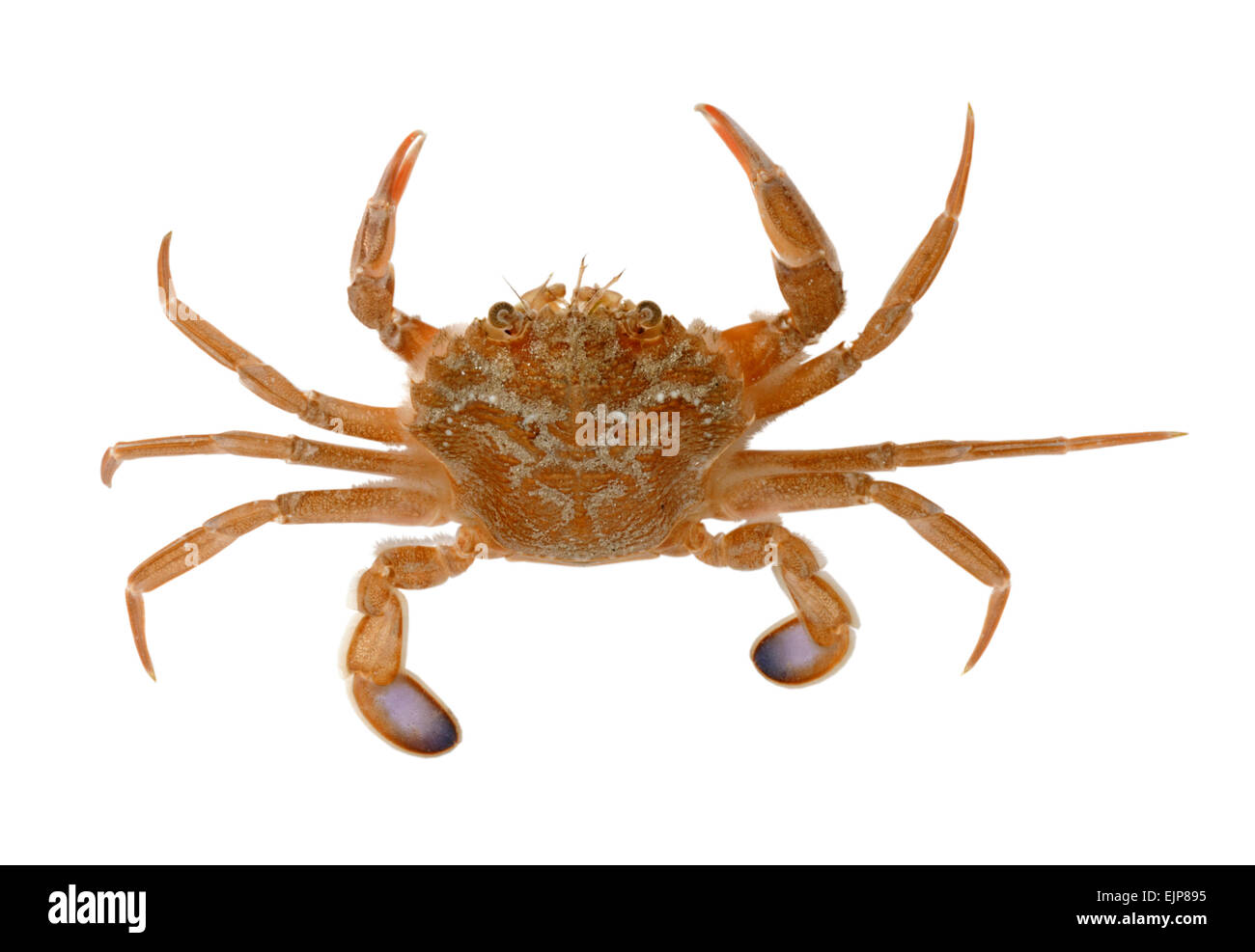 Harbour Crab - Liocarcinus depurator Stock Photo