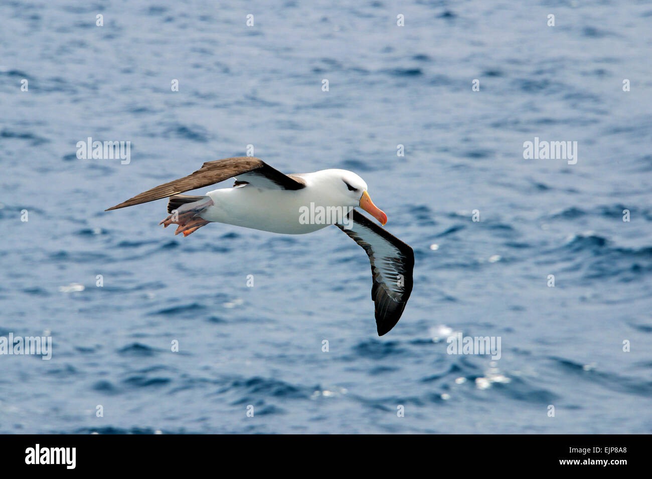 Black browed Albatross in flight South Atlantic Ocean Stock Photo