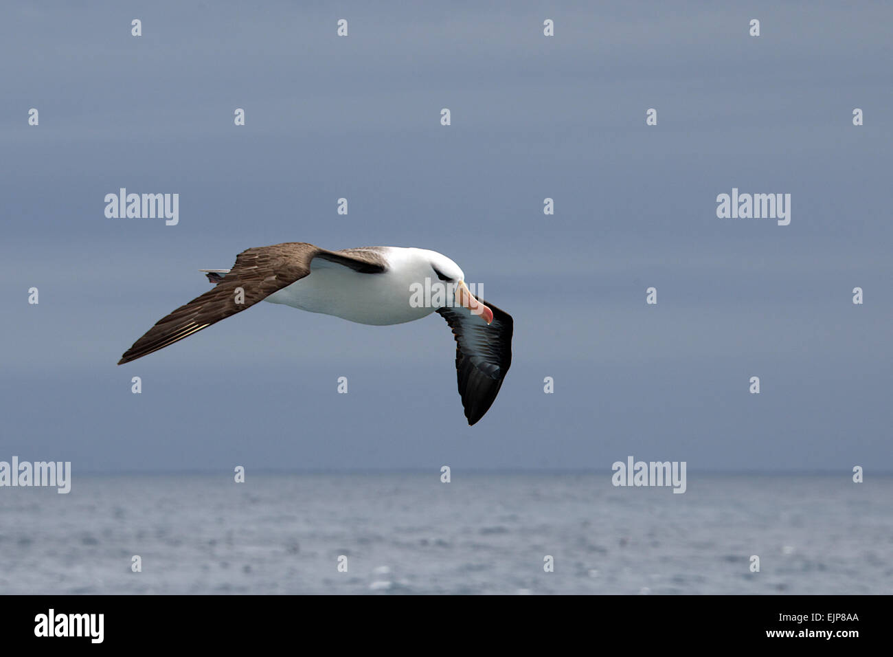 Black browed Albatross in flight South Atlantic Ocean Stock Photo