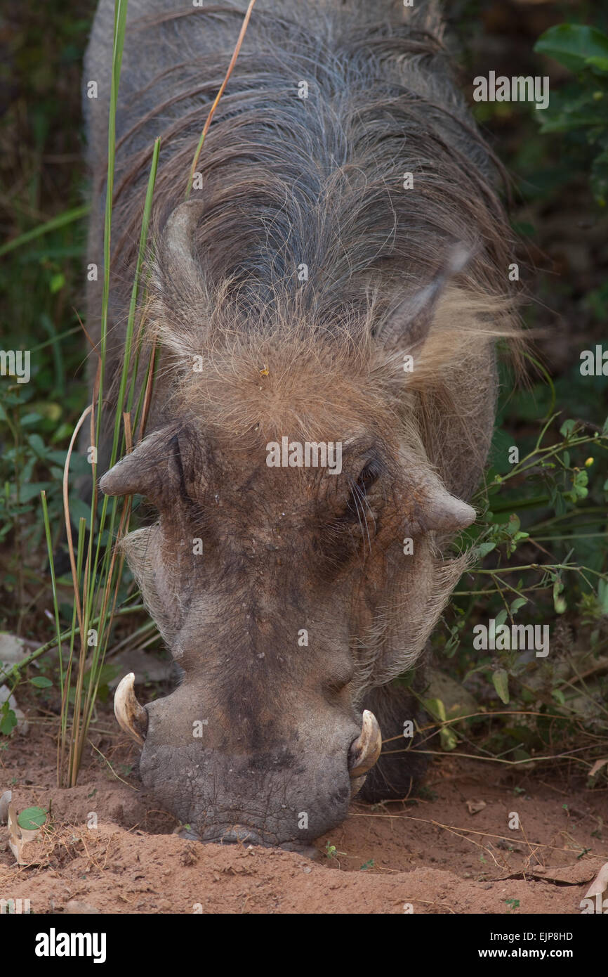 Warthog (Phacochoerus africanus). Feeding technique of head down reaching ground using snout, nose to forage rout and graze. Stock Photo