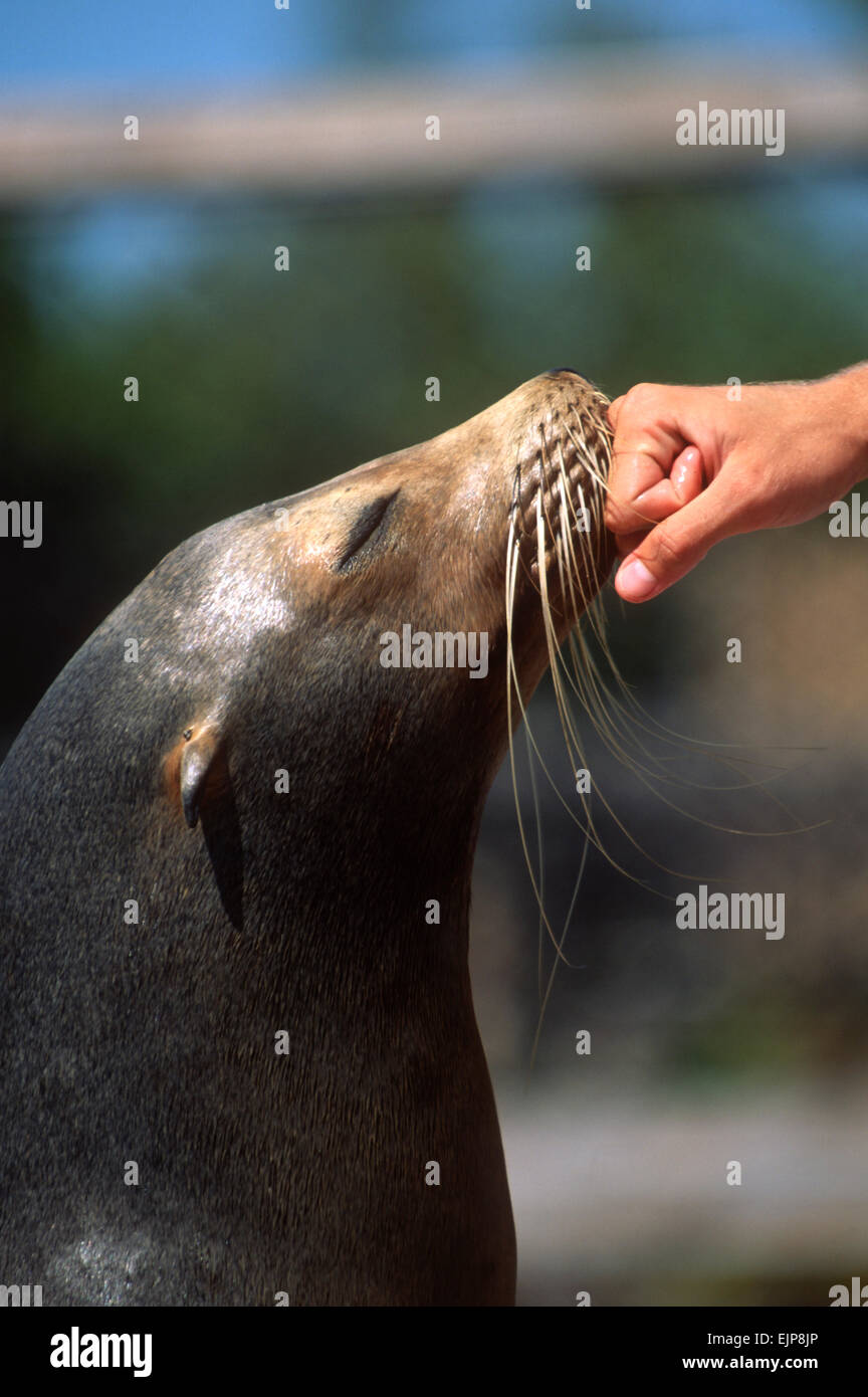 A trainer comforts a California Sea Lion at the Dolphin Research Center  June 27, 1996 in Marathon Key, FL.  The center is where the original Flipper was trained and specializes in returning trained dolphins to the wild. Stock Photo